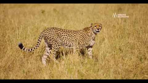 The cheetah didn't know the ostrich was going to do this