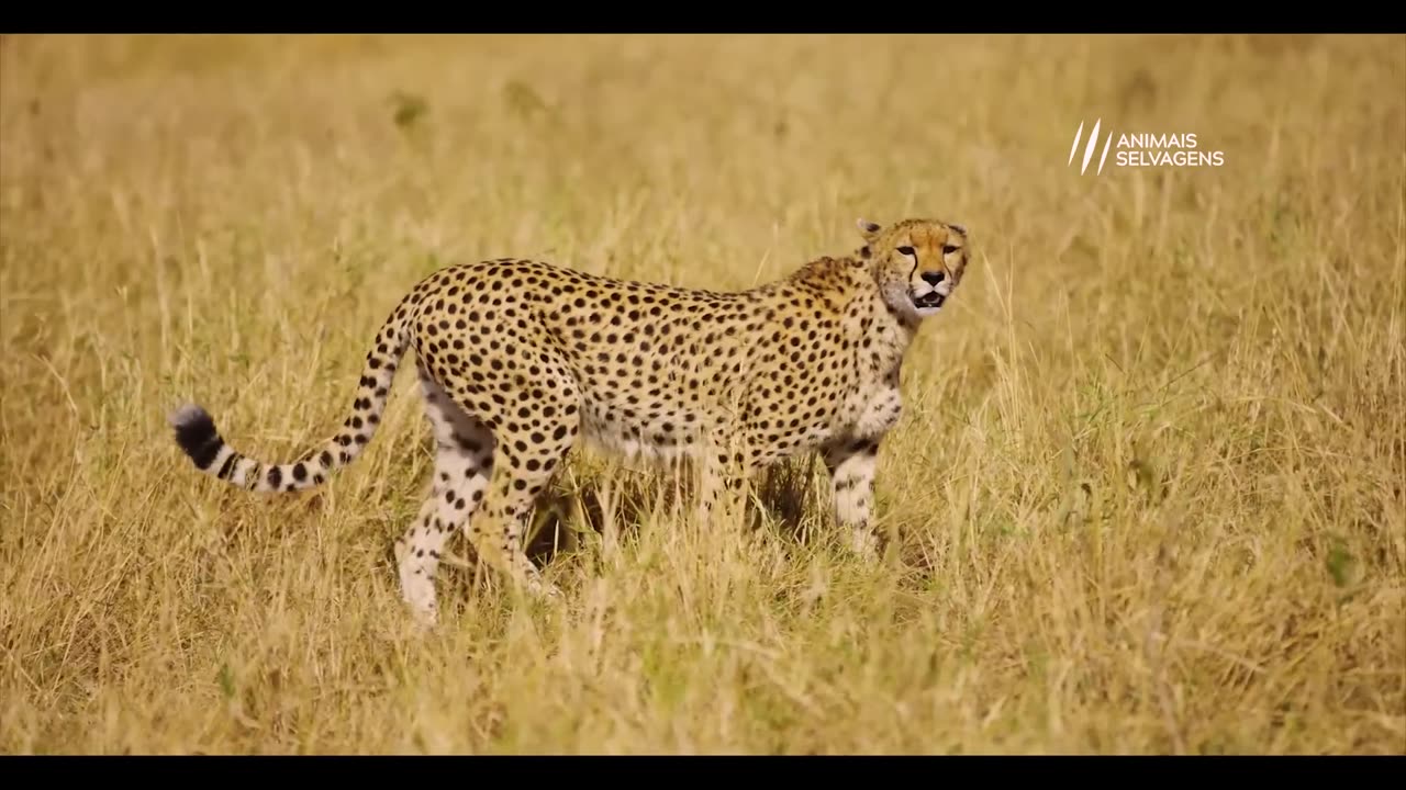 The cheetah didn't know the ostrich was going to do this