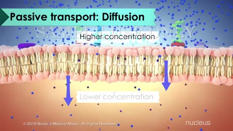 Biology: Cell Transport