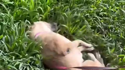 Carrapato de vilões e pequenos heróis
