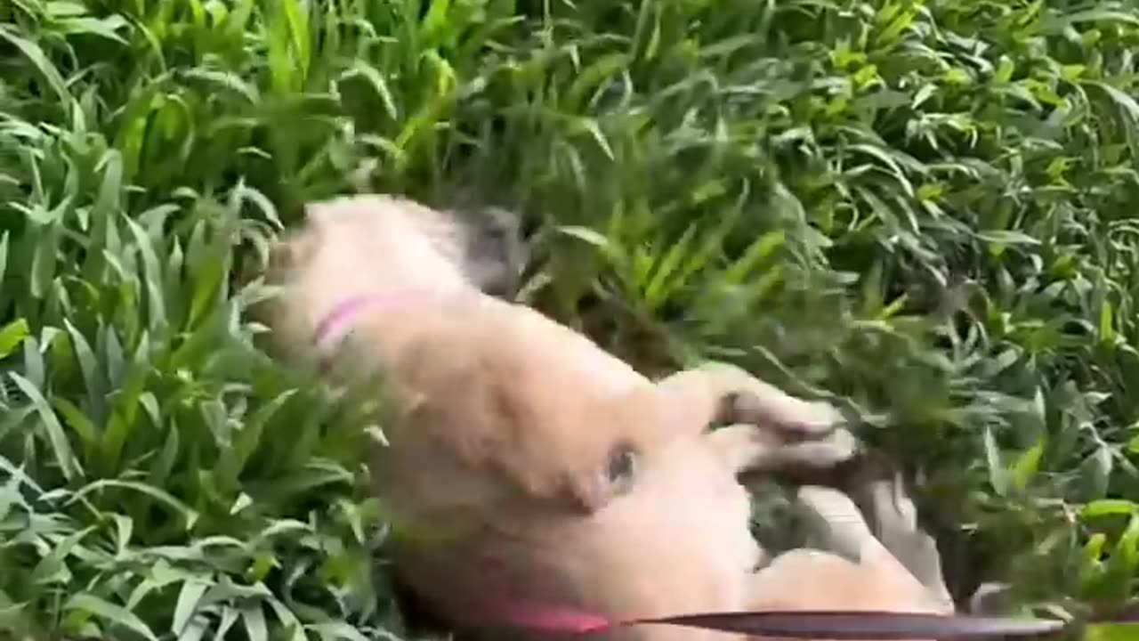 Carrapato de vilões e pequenos heróis