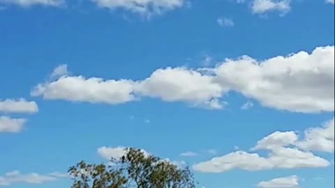 "The Great Emu War – Australia Lost to Birds!"