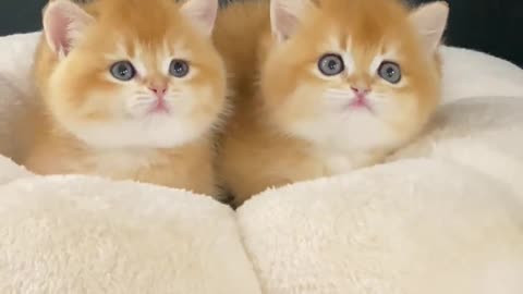 Caught 2 cute little cats yawning
