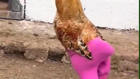 🐔😂 Chicken Runs in Pants Like It’s a Fashion Show!