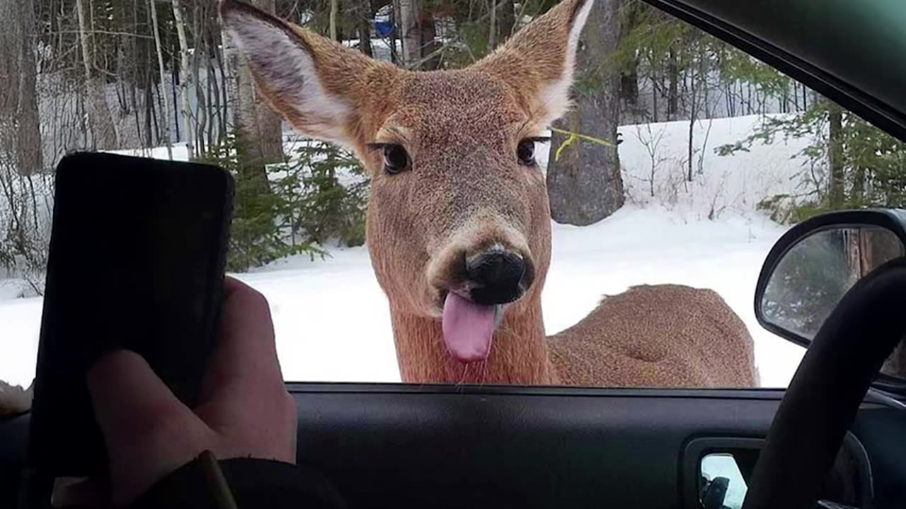 funniest-animal-videos-2025----999-cant-stop-laughing-at-these-animal