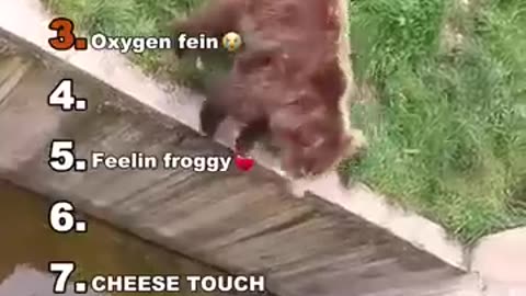 Funny Animal Videos