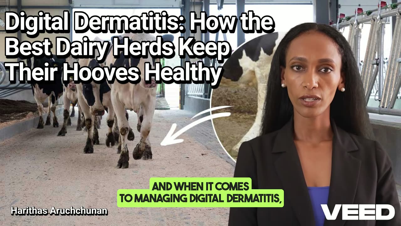 Mastering Hoof Health:Defeat Digital Dermatitis