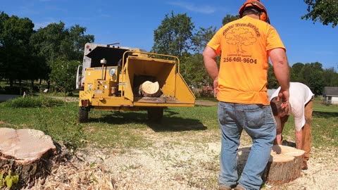 "Maple Stump Removed So Concrete Can Be Poured!"
