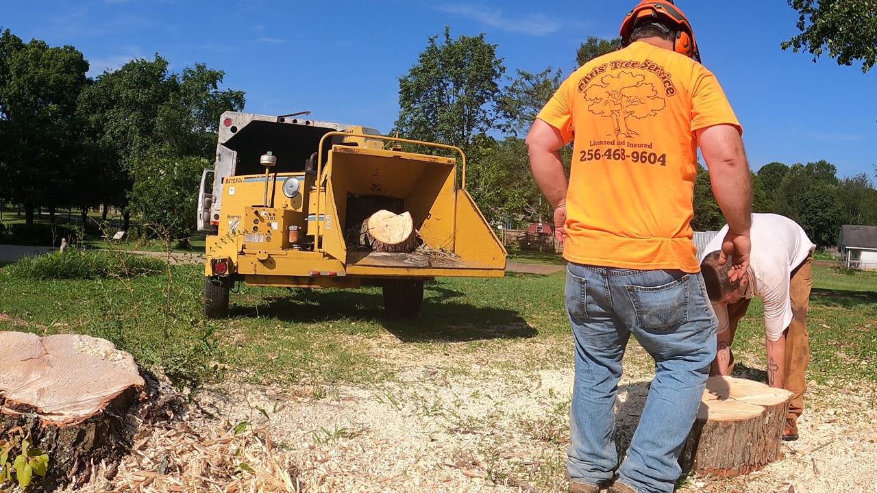 "Maple Stump Removed So Concrete Can Be Poured!"