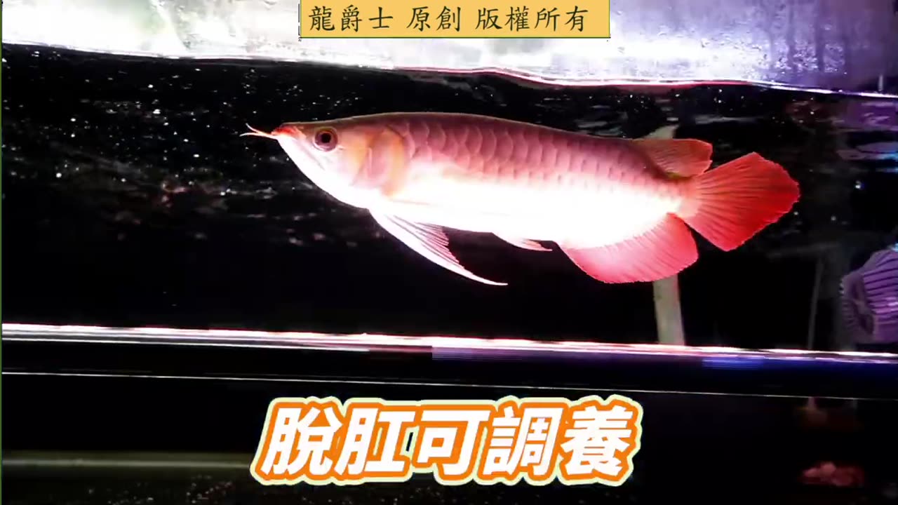 【龍爵士】千問千答 Q246 龍魚肛門外凸禁食四天還縮不回去怎麼辦