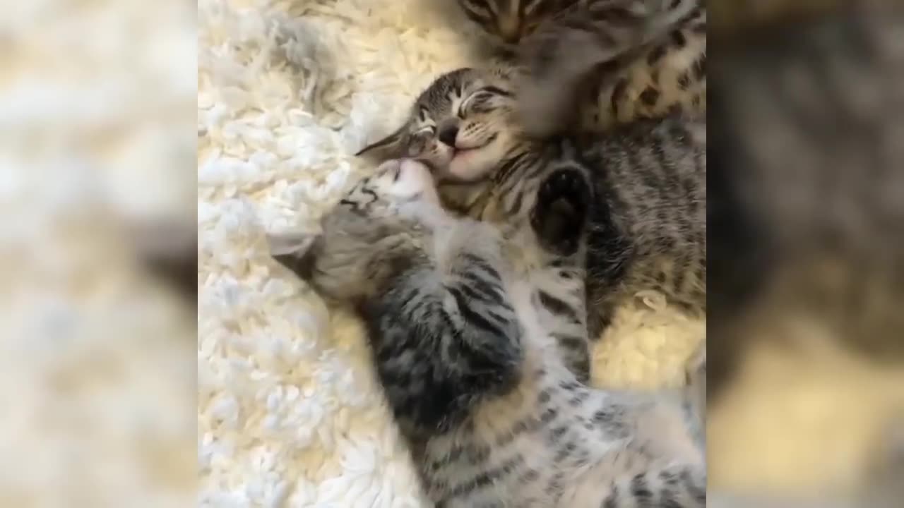 😛Funny Cat Clips with No Brain😛