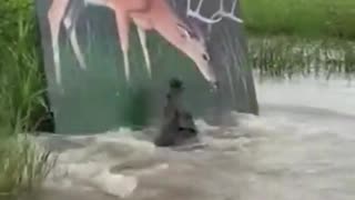 Crocodile and painted animal experiment