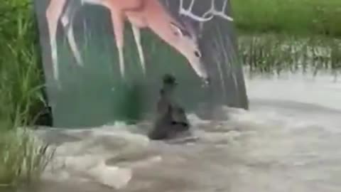 Crocodile and painted animal experiment