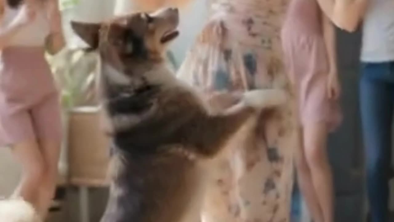 Beautiful Girl Dancing with Dog