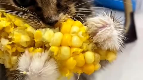 Cat Eating Corn