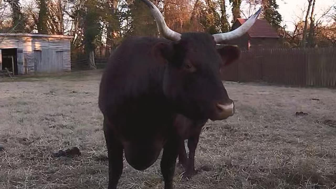 American Milking Devons