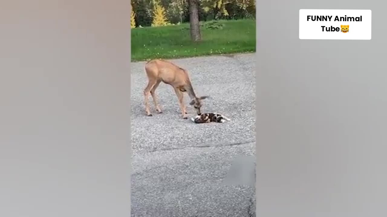 Must laugh Funny Animals Video!!!