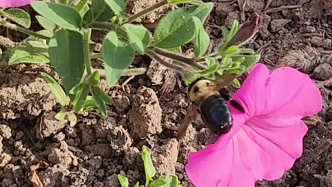 "The Big Backed Deep Wastelands Carpenter Bee"