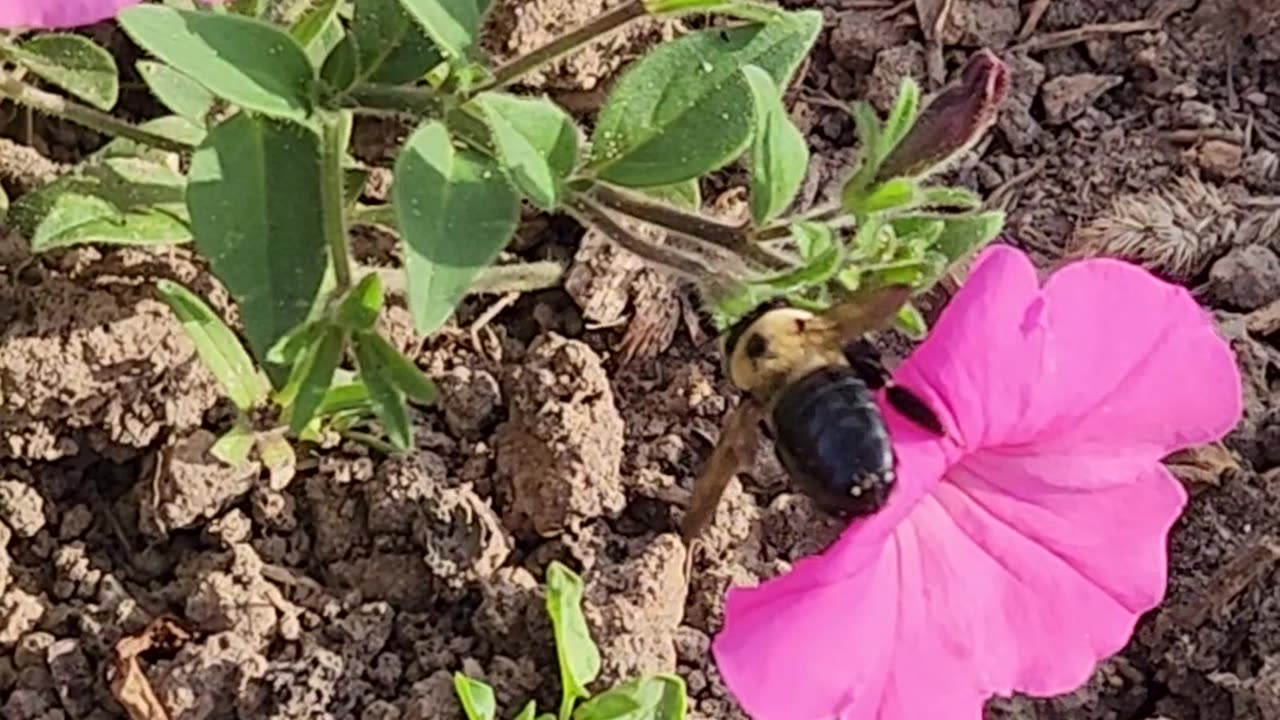 "The Big Backed Deep Wastelands Carpenter Bee"