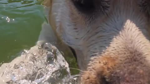 🐟😱 "You Won’t Believe It — I Just Met a Pike! 🎣 | Fish’s Wild Encounter"