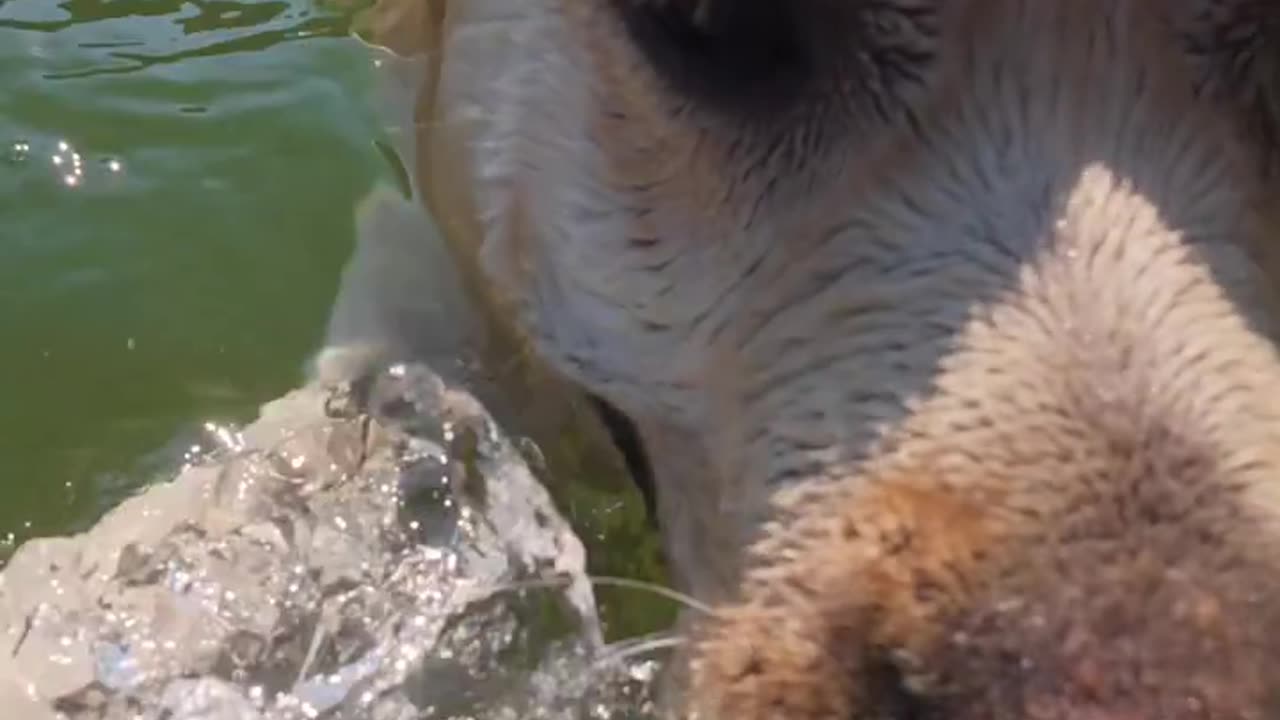 🐟😱 "You Won’t Believe It — I Just Met a Pike! 🎣 | Fish’s Wild Encounter"