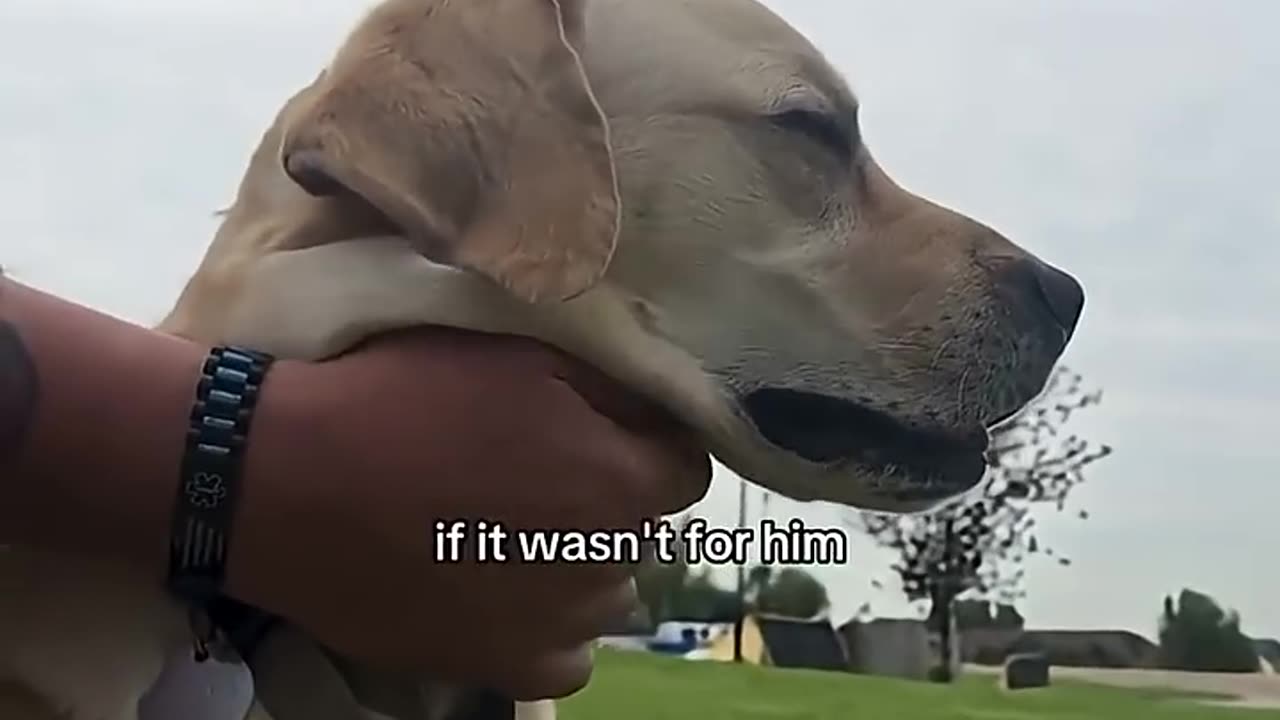 Top 5 Dogs of the Week