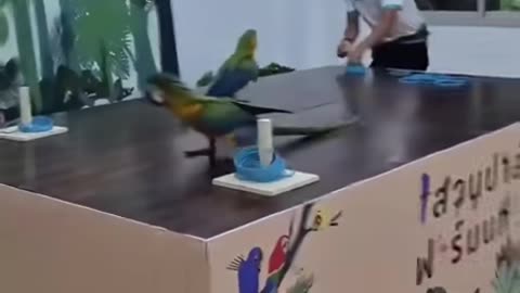Cheating Parots