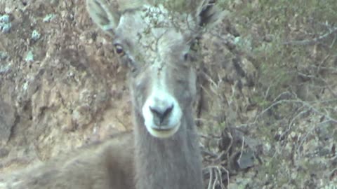 Super Moon Rise... maybe