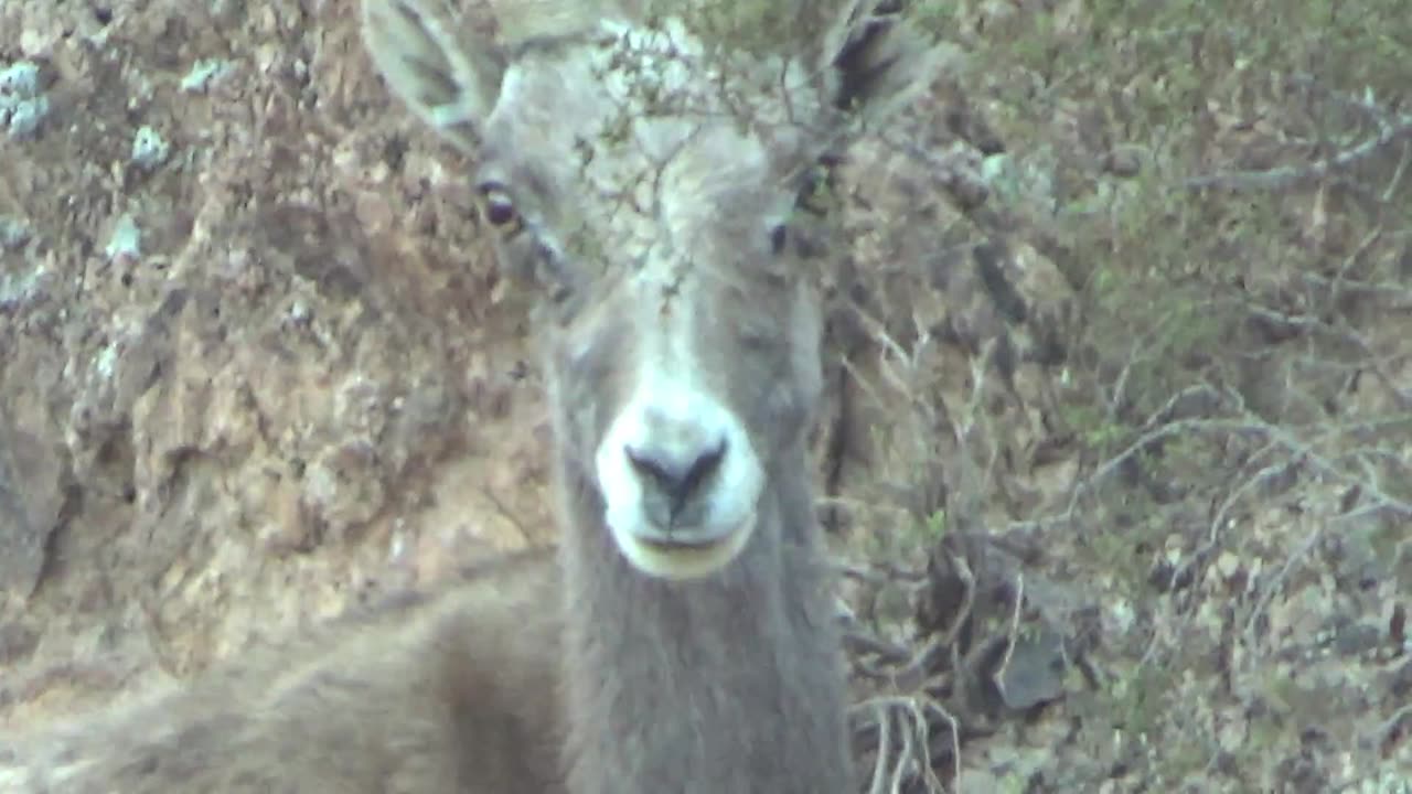 Super Moon Rise... maybe