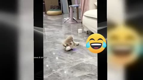crazy things animals do