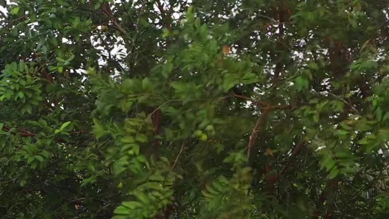 Guava Jam