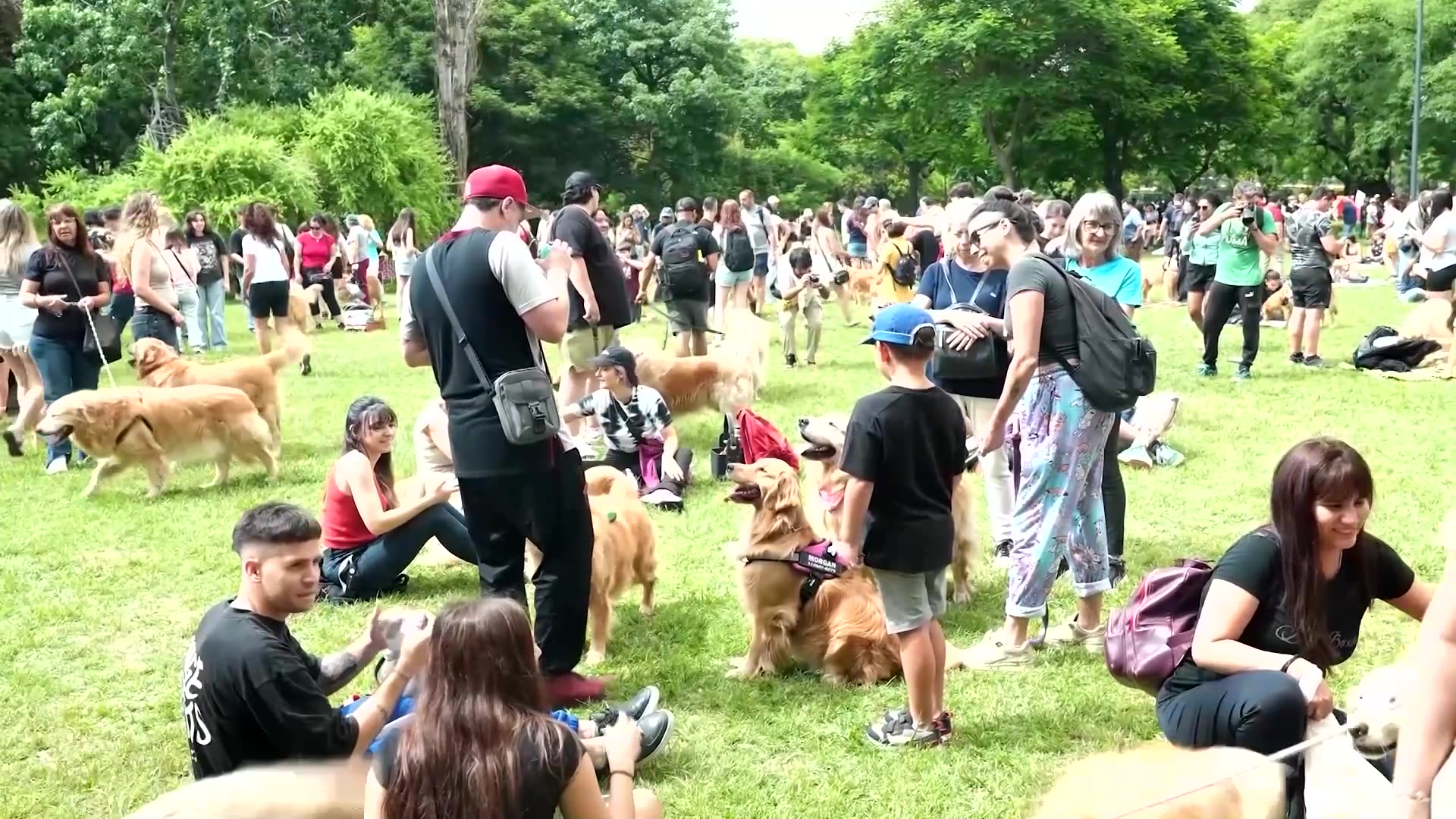 Golden retriever wave hits Buenos Aires in record attempt
