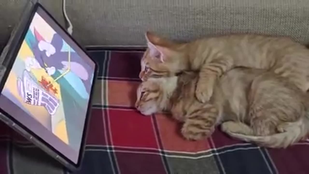 🤣🍿 Gingers Can't Get Enough of Tom & Jerry! | FunFM