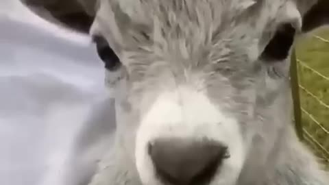 Funny animals