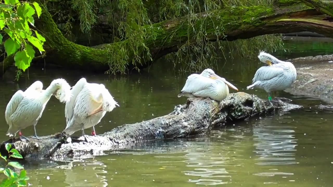 Saving the Pelican: Why Pelican Conservation Matters for Our Planet