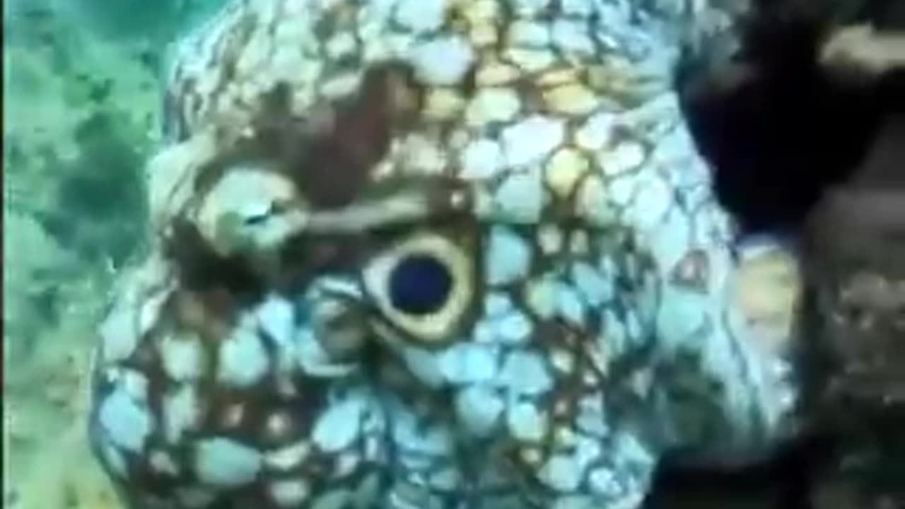 This is absolutely incredible | Octopuses are freaking cool as hell | funny video | crazy clips