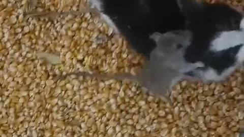 kittens are afraid of mice