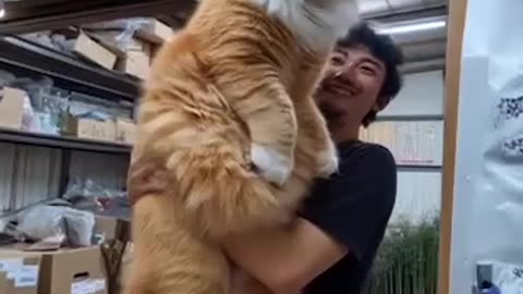 Big fluffy kitty 😊