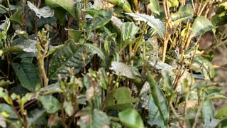 Drier weather threatens India's tea exports as leaves wilt