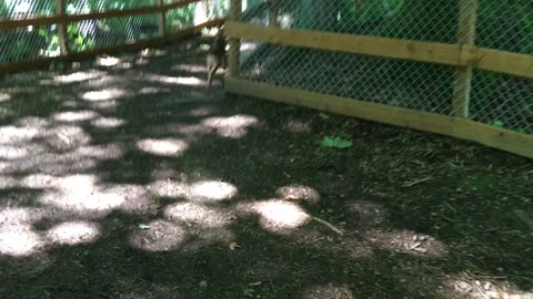 dog park mission 292308423098