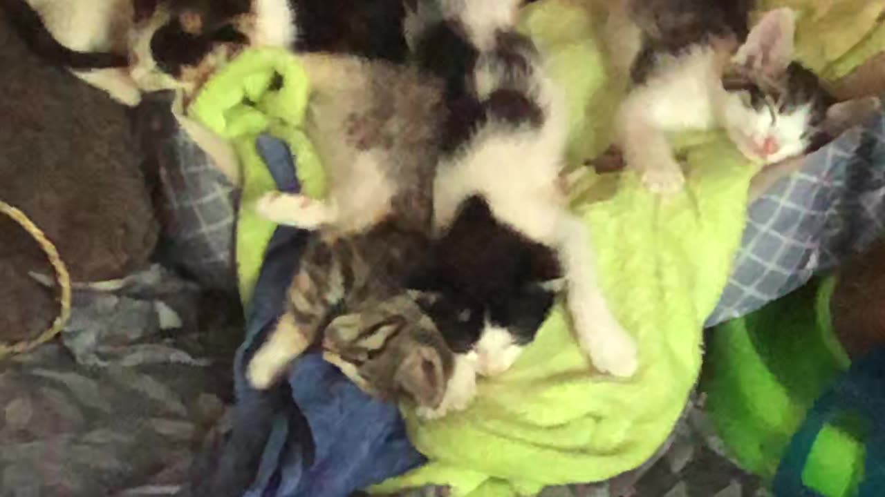 Sleeping Kittens Slowly Wake Up