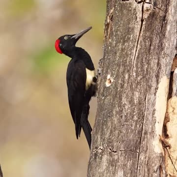Every bird is beautiful in its own way.