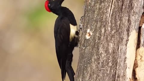 Every bird is beautiful in its own way.