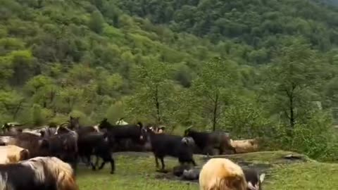 Bolur Dokan
