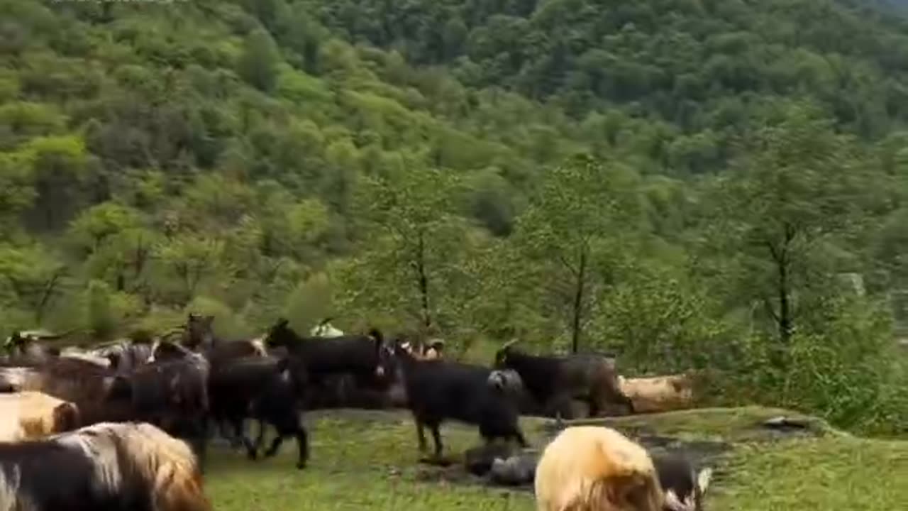 Bolur Dokan