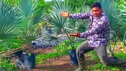 Viveros y jardines en Panamá