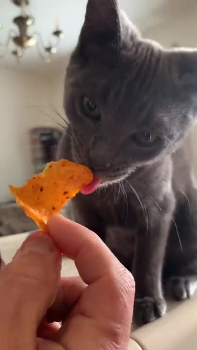 Doritos for cats?