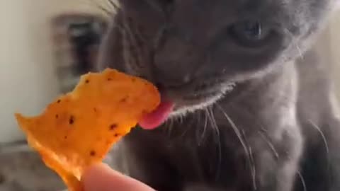 Doritos for cats?