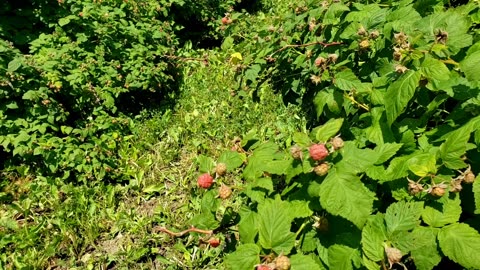 Kustermans berry farm, immature Raspberries, waiting to become mature in two weeks.