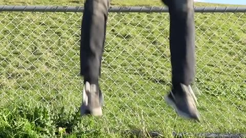 how animals get over fence